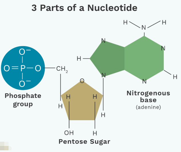 核苷、核苷酸及核苷酸衍生物合成